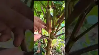 thu hoạch rau xanh sạch #farming