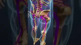 Конский хвост: 3D медицинская анимация