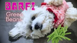 My Lhasa apso and Shihtzu play time | KY2 