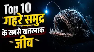 Top 10 dangerous sea animals | world 10 sea creatures 