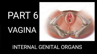 PART 6 : ANATOMY OF FEMALE REPRODUCTIVE SYSTEM ! VAGINA ! INTERNAL GENITAL ORGANS