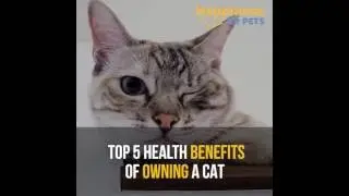 Top 5 health benefits of owning a cat