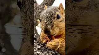 Snack time at recess with Squirrel Baby Mini #animals #friends #eating #food #relaxing #nature #asmr