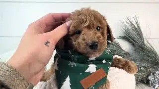 Mort UPDATE - Micro Goldendoodle - Family Bred Puppies