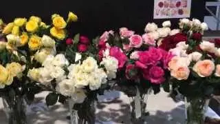 Alexandra Farms Garden Rose Dispaly Belgium