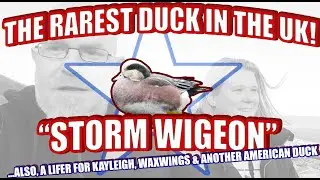 THE RAREST DUCK IN THE UK 
