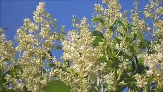 Pretty Little White Butterfly, flying between flowers