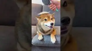 Productos TOP Aliexpress Parte 160 - Cepillo de pelo para mascotas #shorts