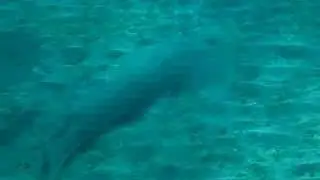 Guitarshark
