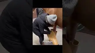 Необычные &laquo;леггинсы&raquo; для лошадей: как они помогают быстрее восстановиться после тренировок