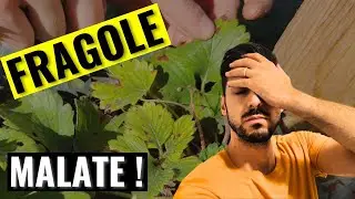 FRAGOLE e VAIOLATURA: COME curarle in tempo! | RIMEDIO EFFICACE