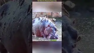 Oxpecker: The Tiny Bird with a Vampire Twist