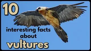 10 INTERESTING FACTS ABOUT VULTURES