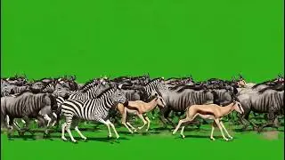 Fast Running Wild Animals Stampede Green Screen | All Animals Running In One Frame