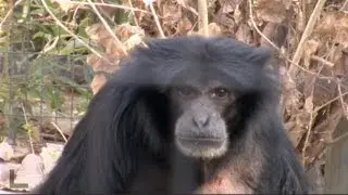 Mornings with the Siamangs