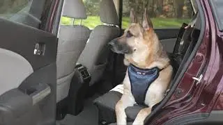 Protect Your Car Seat from Muddy Paws, Dog Fur and Scratches