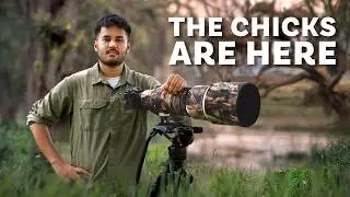The Birds are Back | Bharatpur Bird Sanctuary | Part 2