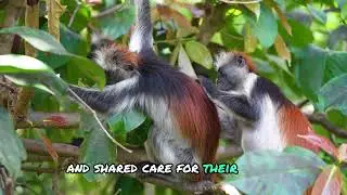 Meet Zanzibar's Rare Red Colobus Monkeys: Nature's Hidden Gem!