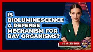 Is Bioluminescence A Defense Mechanism For Bay Organisms? - Did Ya Know This