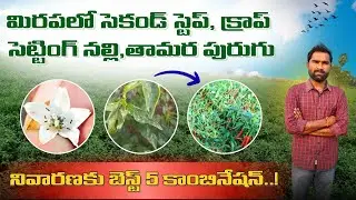 మిరపలో సెకండ్ స్టెప్,క్రాప్ సెట్టింగ్, నల్లి,తామర పురుగు నివారణకు బెస్ట్ 5 కాంబినేషన్,chilli farming