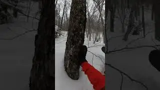 hitting a tree while snowboarding #shorts