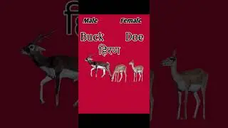 Genders | Vocabulary | Word meaning | Male-female | English grammar | #dancehall #rap #newmusic
