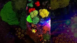 Red Sea Reefer XXL 625 with reef factory reef flare pro and dosing Modern Reef RKS