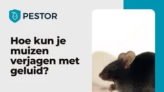 Hoe kun je muizen verjagen met geluid? - Pestor