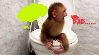 Monkey Baby Suffers a Terrible Stomachache &mdash; &ldquo;Dad, Please Come Home and Help Me!&rdquo; 😢🐒