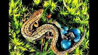 РОЖДЕНИЕ ЖИВОРОДЯЩЕЙ ЯЩЕРИЦЫ (Zootoca vivipara)  the birth of a viviparous lizard