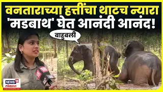 Madhuri Elephant News: Vantara मधील हत्तींना मडबाथ,कशी बागडतायेत पाहा N18V