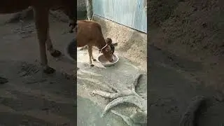 desi Guru