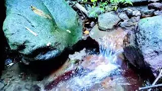 Flowing River, Soothing Birdsong. Nature's White Noise for Sleep.