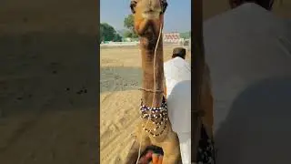 Beautiful camel view #camel #camellife #whitecamel #nature #shorts @Camels_horse