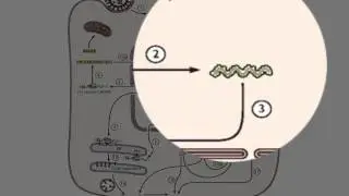 Negative strand RNA synthesis