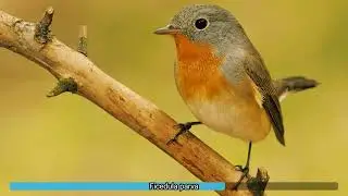 Ficedula parva