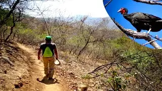 Buscando a la Pava Aliblanca en Salitral-Huarmaca (Per&uacute;)