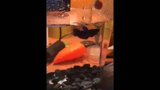 Fish Tricks