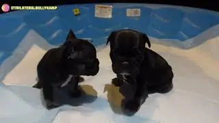 TBK Wes Vlog #19 (French Bulldogs) Triniti Update