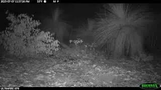 Footage of a woylie hopping past (2023)