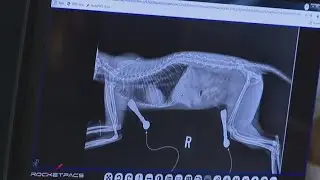 Learning about vet care at the Greensboro Science Center