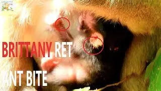 I'M HURT , LOOK SO PITY BABY BRITTANY SCREAM ESCAPE GET ANT BITE BECOME HURT |