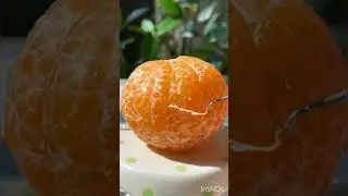 Orange Custard Making By A Cute Cat🐱🐱😱#shorts#youtubeshorts#viral