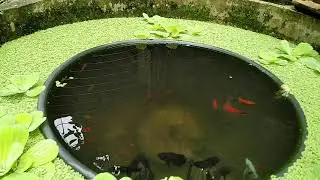 Our Oscar fish pond 😍🐟