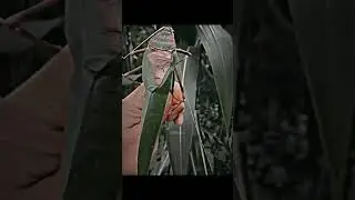 yes they can😭😭 #edit #insects #sound #animalsounds #scary #insect