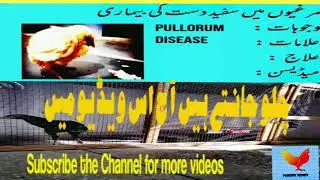 White Diarrhea in Chicken| Pullorum disease| management |treatment