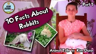 10 Interesting Facts about Rabbits | Animal Talk Show | Kim Dunn TV