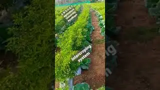 N.D.U.A.T. agriculture University ## ayodhya ##$ intercroping system #$@
