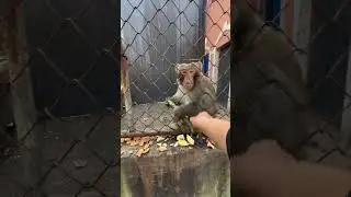 Angry monkey 👿 #animals #angry