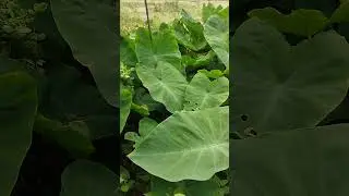 #NaturePlants #BotanicalVibes #PlantTherapy #PeacefulPlants #PlantMagic #WildGreen